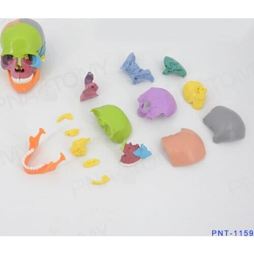 Color skull model medical teaching tool detachable 15 parts skull model