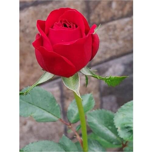 Dpsprue 5D Full Square/Round DIY Diamond Painting Cross Stitch Red Flower Embroidery Diamond Mosaic Home Decoration Gift