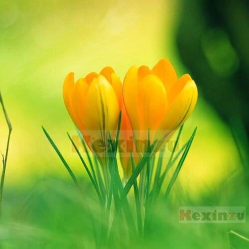 Kexinzu Full 5D DIY Square Diamond Painting"Flower"3D Embroidery Cross Stitch Rhinestone Mosaic Home Decor Gift W3sda