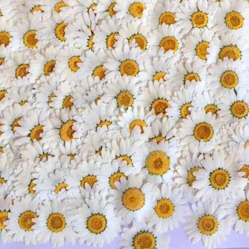500Pcs Real Natural Pressed Dried Flowers White Daisy Pressed Flower For Resin Jewelry Nail Stickers Makeup Art Crafts