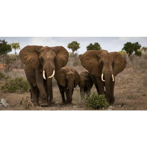 Canvas animal 5d diamond painting elephant full square / round embroidery art diamond mosaic decoration 40x80cm