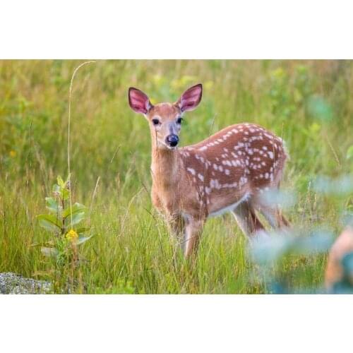 Deer Poster Reindeer Fawn Woods Venison Metal Sign Metal Poster Thanksgiving Christmas Wall Decoration 8X12 inch