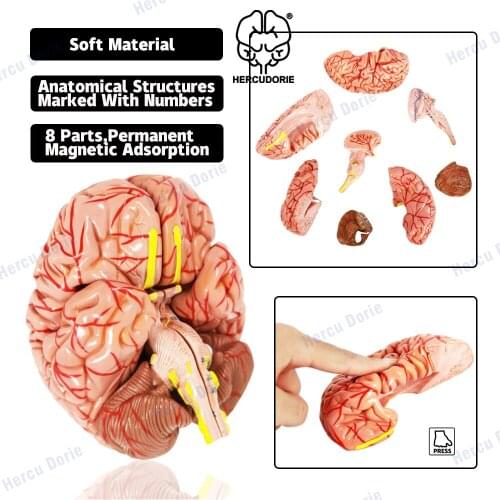 Human Brain Model for Teaching Neuroscience with Vessels Life Size Anatomy Model for Learning Science Classroom Study Display Me