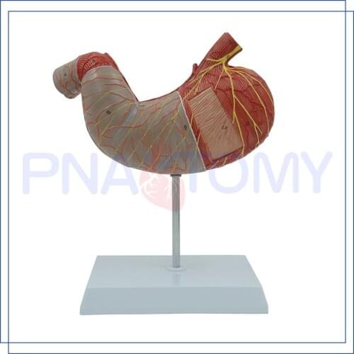 Human Stomach Model Enlarged 2 Parts Digestive System Anatomical Model Human body Model Anatomy Medical Supplies and Equipment