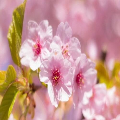 Dropship Colomac Floral Wallpaper Pink Plant Flower Wallpaper for Bedroom Walls Living Room Wall Paper Papier Peint Mural 3d