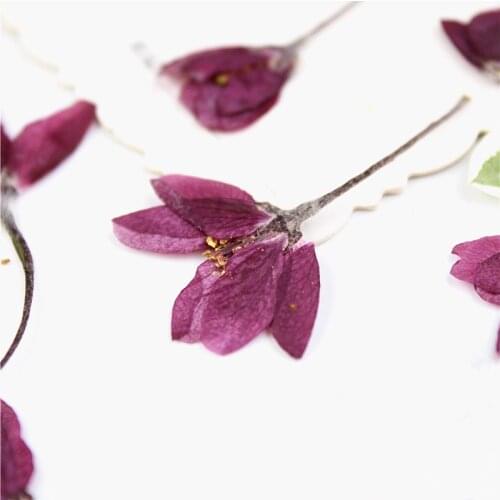 24pcs,Natural Pressed begonia Flower with stem,Eternal real flower head for DIY Wedding invitations Photo Bookmark Gift Cards