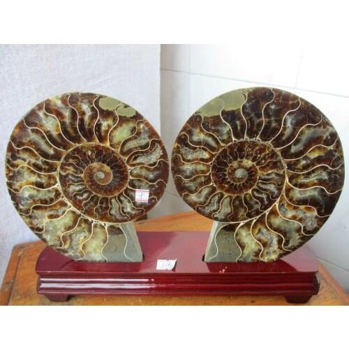 AMMONITE AMMOLITE NAUTILUS MADAGASCAR FOSSIL SPECIMEN HEALING 1338g+stand 209g