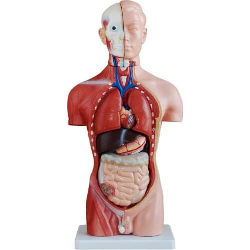 45cm human torso Offal model Detachable Human Body Anatomy Torso Model Skeleton