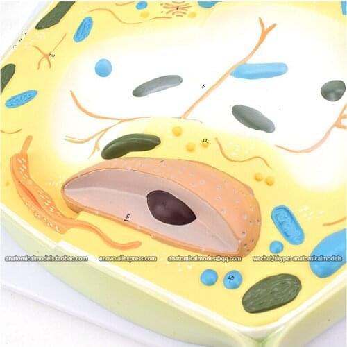 13015/CMAM Plant cell model, 2000x, Anatomical Model for study