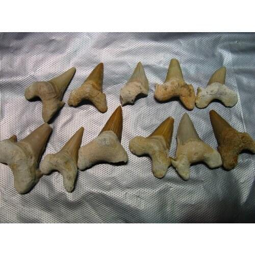 10 Natural Taxidermy Whale Tooth Fossil