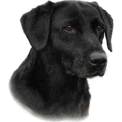 Dawasaru for Black Labrador Funny Car Stickers Vinyl Sunscreen RV VAN Fine Decal JDM Car Accessories Graphics 13cm X 11cm