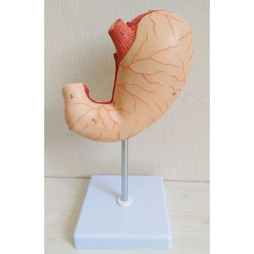 Gastric anatomy medicine is the teaching model of gastric large-bending stomach and small-bending stomach mucous membrane