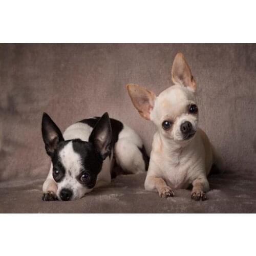 Nice Cute Chihuahua Poster Silk Fabric Wall Art Poster Print Painting Nature Decoration Pictures Modern Home Decor Poster