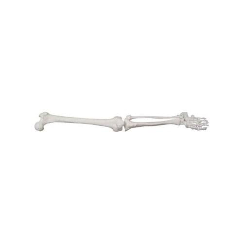 Lower limb model Tibiofibular and femoral joint models natural size free shipping