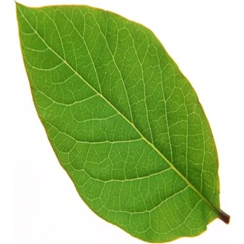 Goods，Essential oil or extract