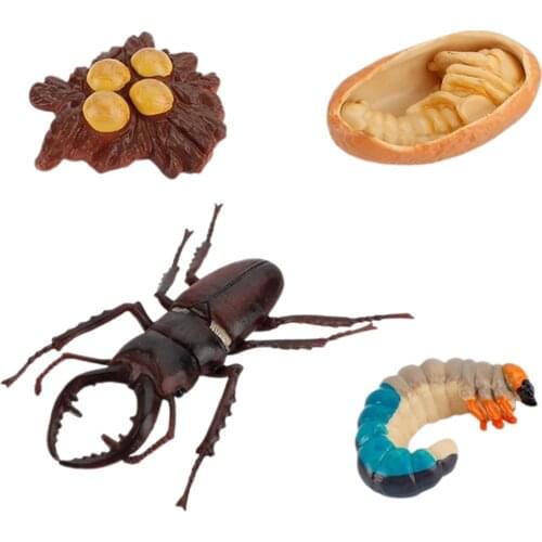 Insect Growth Cycle Model Kids Toys Animal Figure Stag Bettle Model Nature Toy