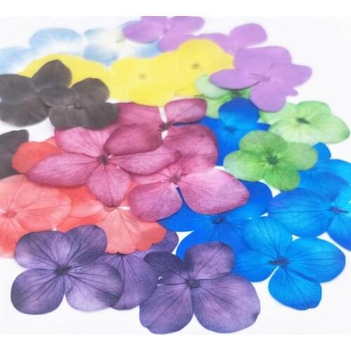 12PCS Dried Flowers Pressed Flowers Natural Hydrangea Dried Flowers DIY Flowers for Art Craft