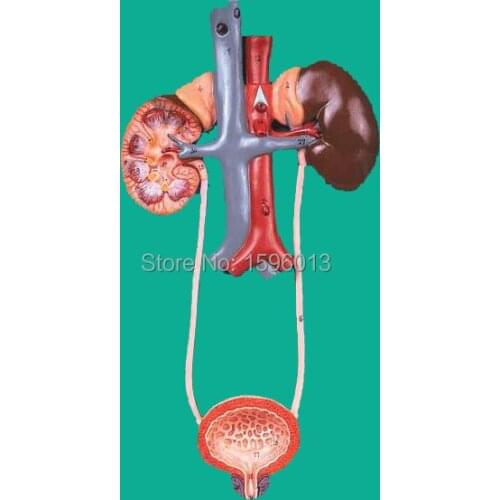 Detailed Anatomical Urinary System Model