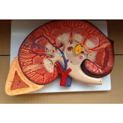 Kidney and Adrenal Gland Anatomy Model