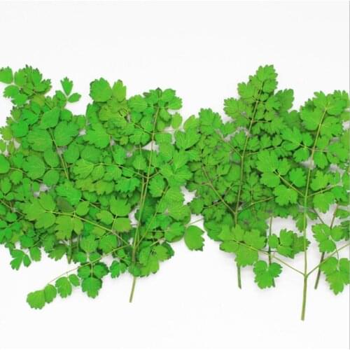 120pcs Pressed Dried Thalictrum aquilegifolium Flower Plants Herbarium For Jewelry Making Postcard Frame Phone Case Craft DIY