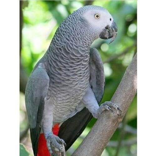 Full Square/Round Drill 5D DIY Diamond Painting "Animal Parrot" 3D Rhinestone Embroidery Cross Stitch 5D Home Decor Gift