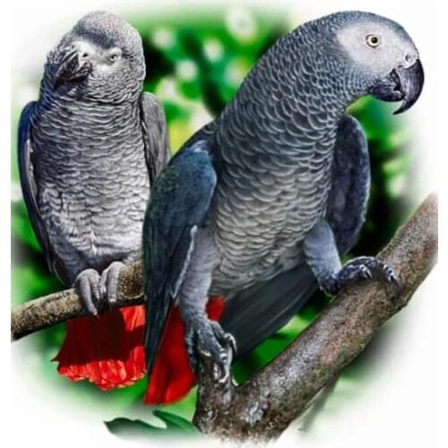 Animals Full Square Diamond Painting Kits Parrots Birds Mosaic Embroidery Picture Crystal Stones Stickers Decal Wall Art Gift