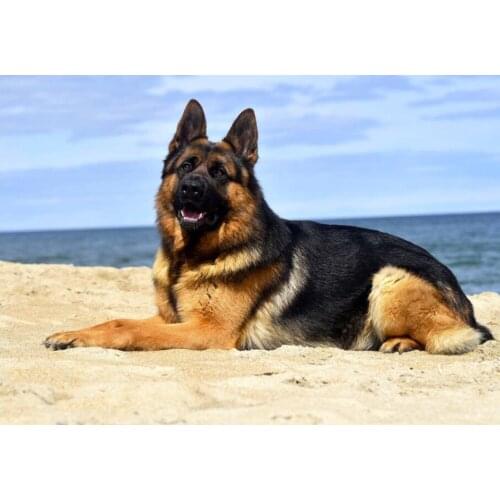 Full Square/Round Diamond Painting Animals Sale 5D DIY Diamond Embroidery Dog Pattern Mosaic Christmas Gift Decoration Kir DF348