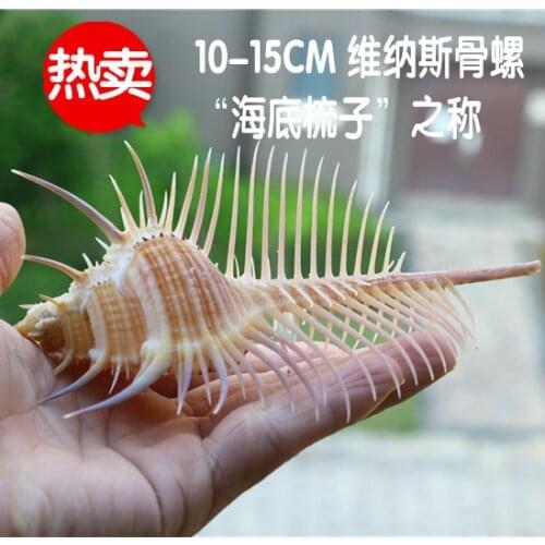 Free Shipping Natural Conch Shell Venus Rock Shell Specimen Conch Fish Tank Deck Decorations 10-13cm Murex pecten