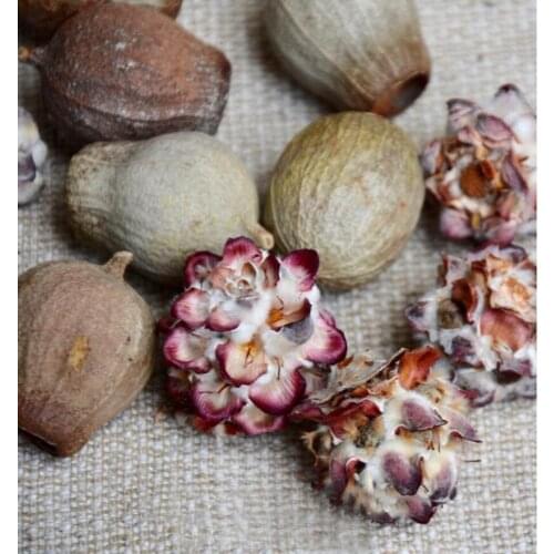 20pcs Dried Preserved Eucalyptus Ficifolia & Popcor Fruits For Craft Gift Material Accessory Decoration DIY Flower Making