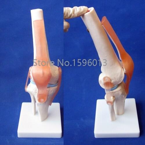 HOT life-size knee joint model, Anatomical knee joint bone model