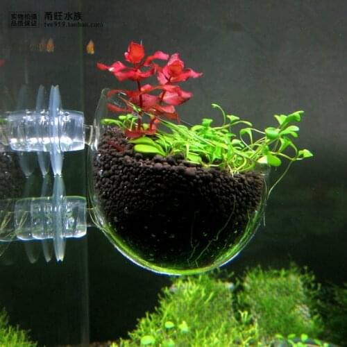 Planting Eco-aquarium Aquatic Seeds for Landscape Scenery and Mud Plants Living Aquatic Freshwater Seeds