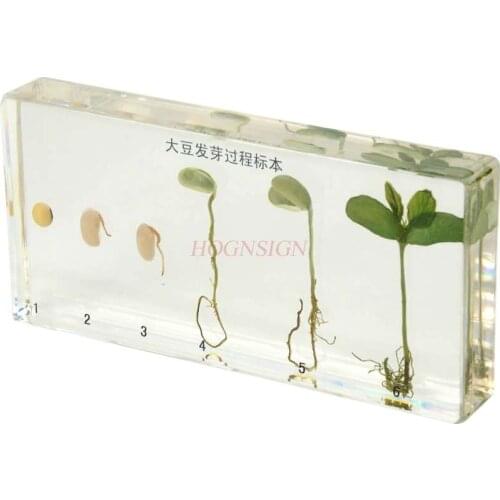 Kindergarten teaching cognitive plant seed specimen soybean germination growth resin real artificial amber