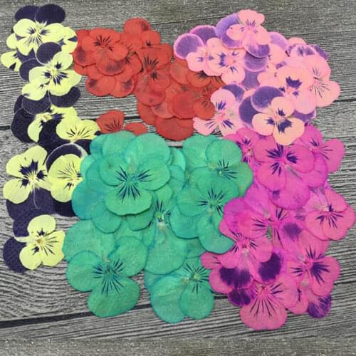 60pcs Pressed Dried Pansy Corydalis Suaveolens Hance Flower Plants Herbarium For Jewelry Postcard Phone Case Bookmark Making
