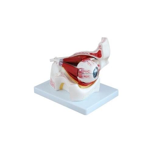 Eye model eye and orbit enlarged model the eye and optic nerve model detachable part of the eye 10 parts model