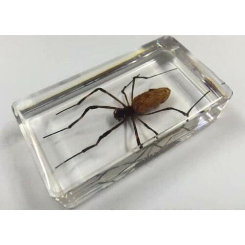 FREE SHIPPING Discount Sale Creative MO 13 fashion Specimen Books Tools Home Decorative Gift