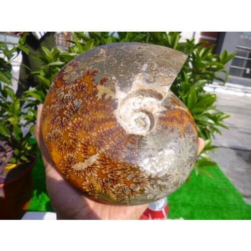 1570g(3.4 lb) Jade Chrysanthemum Ammonite Shell Fossil Madagascar