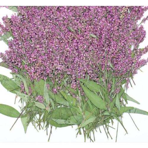 120pcs Pressed Dried Polygonum Hydropiper Flower Plant Herbarium For Jewelry Bookmark Postcard Phone Case DIY Making Accessories