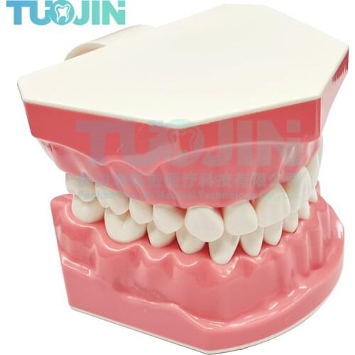 Teeth Model Dentist Student Practice Model Dental Adult Standard Oral Tooth Model For Kids Dental Teaching Study Typodont Tools