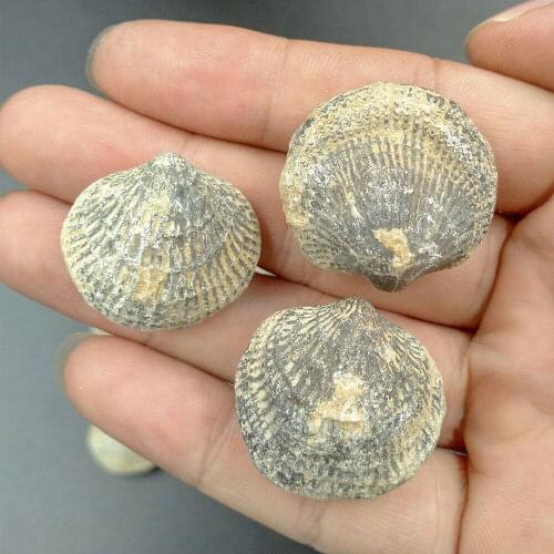 Natural Atrypa Reticularis Fossil Marine Fossils Devonian Period Stone Home Decor Collect Science Biology Teaching Specimen