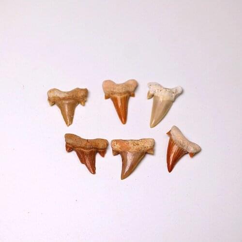 2pcs Natural teeth fossil paleontology fish tooth fossil teaching specimen preservation science popularization collection