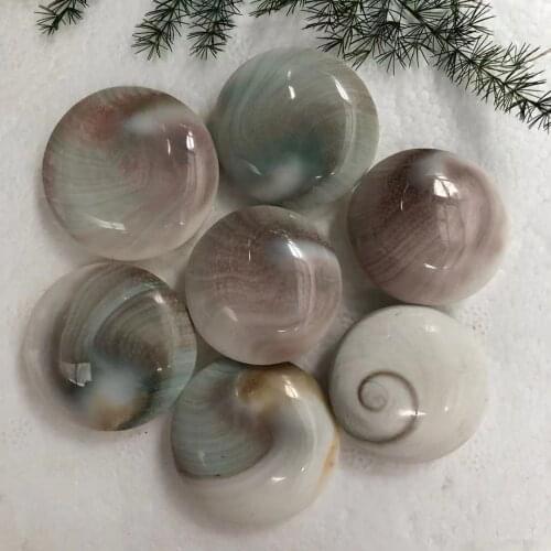 Natural Polished Sunshell Fossil Home Vase Aquarium Decoration，Mineral With reiki Properties
