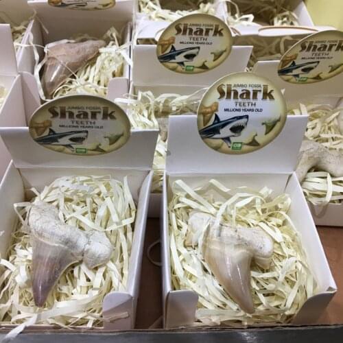 Pinhan natural Marine animal fossil shark tooth fossil mineral specimens festival gift art collection