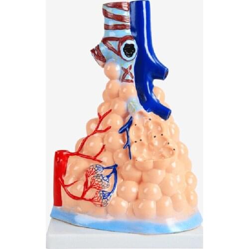 Human Pulmonary Alveoli/Alveolar Anatomical Enlarged Model Anatomy Medical Teaching Tools BIX-A1071