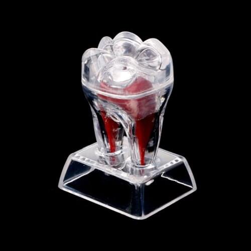 Tooth model tooth base hard separable teeth molar model separable 1pc tooth shape gift dental teaching research model