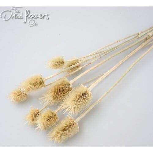 Dried Lemon Thistle Preserved Natural Green Purple Dry Plant Organic Flower Decor Home Decor/Weddings Natural Grass