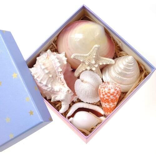 7Pcs/Box Natural Conch SeaShells Pink Dream Gift Box Girlfriend Gift Mothers Day Gift Home Decoration Childrens Toys