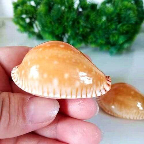 1pc 4-5cm Perisserosa guttata guttata rare Shell Conch Specimen Seashells Aquarium Decoration Nautical Beach Wedding Decor