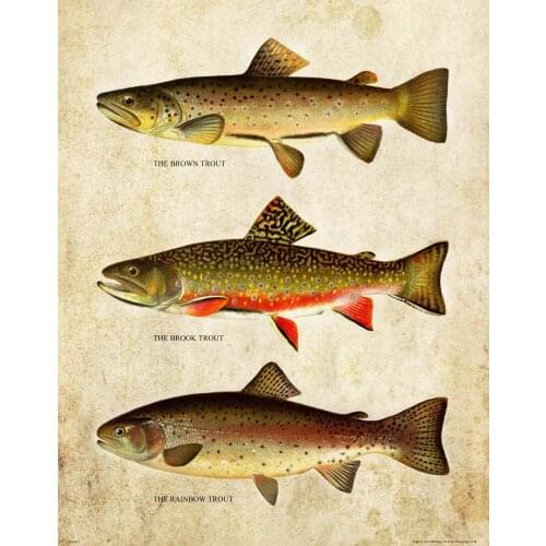Vintage Trout Fly Fishing Art print Silk poster Home Wall Decor