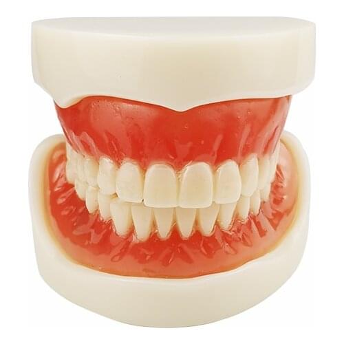 Teeth Model Complete Denture Dental Study Denture Model