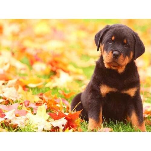 Diamond Painting Dog Full Square Drill 5D DIY Diamond Embroidery Animals Mosaic Sale Rhinestone Art Home Decor